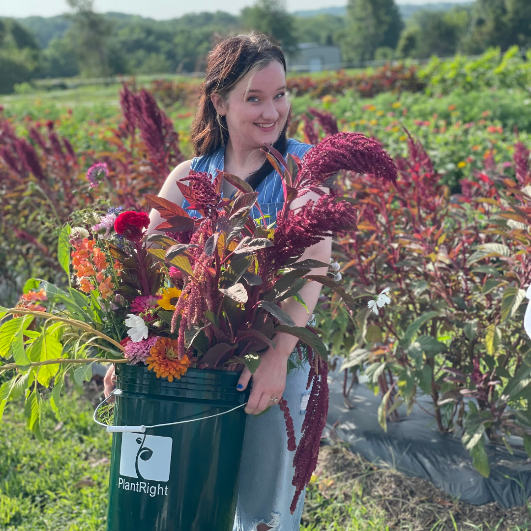 Pick Your Own Fresh Cut Flowers UCut Flowers Colonial Gardens KC